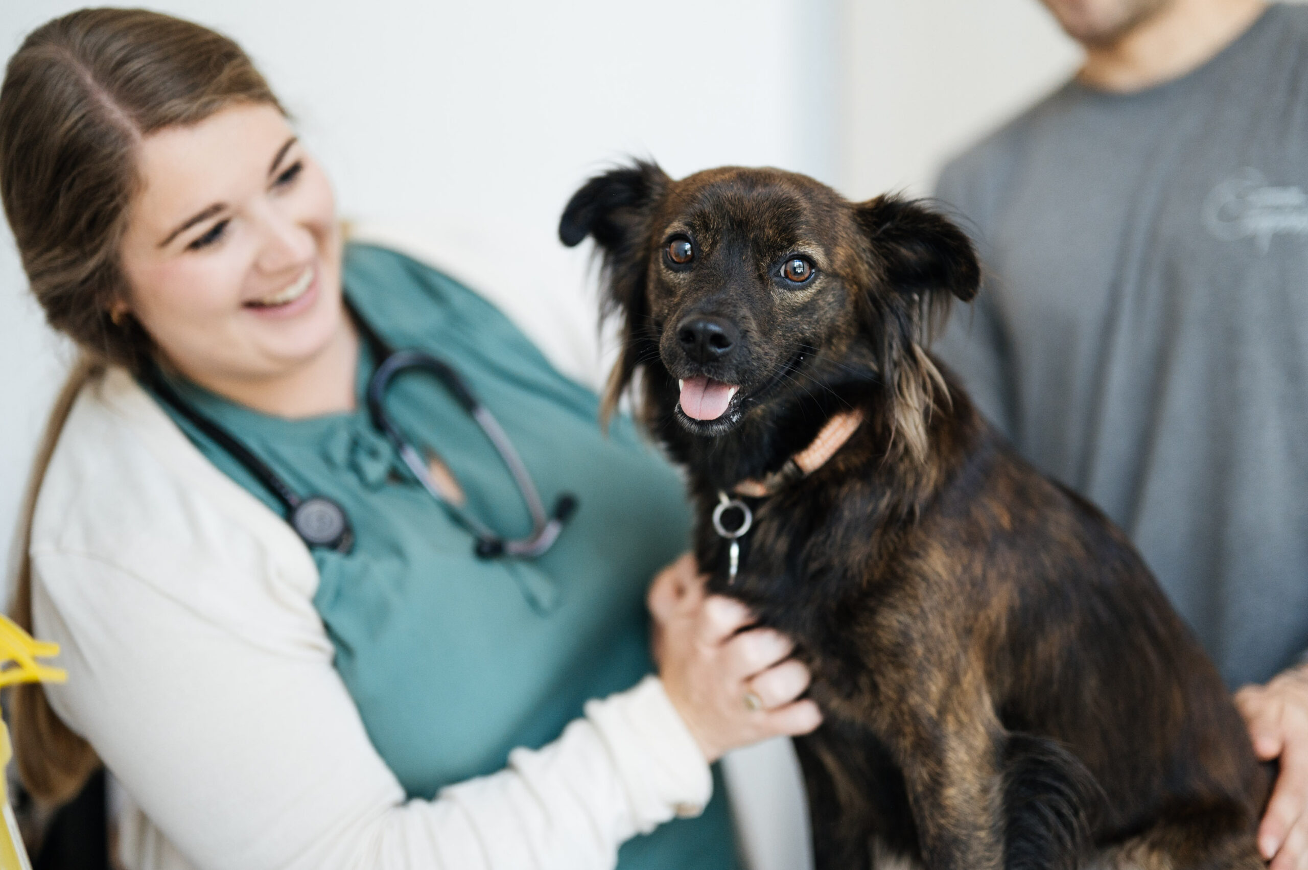Common-Companion-1-scaled Vet examining a dog with its owner standing behind it